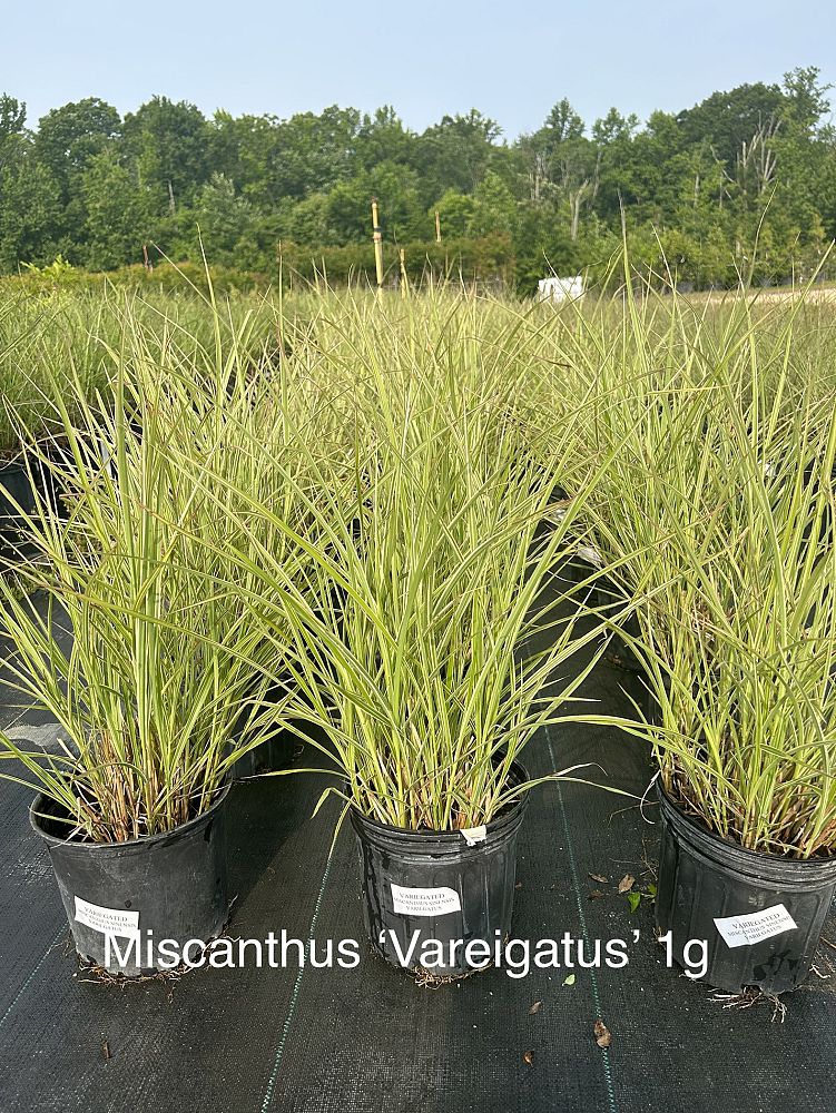 miscanthus-sinensis-variegatus-eulalia-grass-chinese-silvergrass-maiden-grass