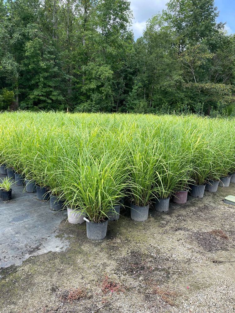miscanthus-sinensis-zebrinus-eulalia-grass-chinese-silvergrass-maiden-grass-zebra-grass