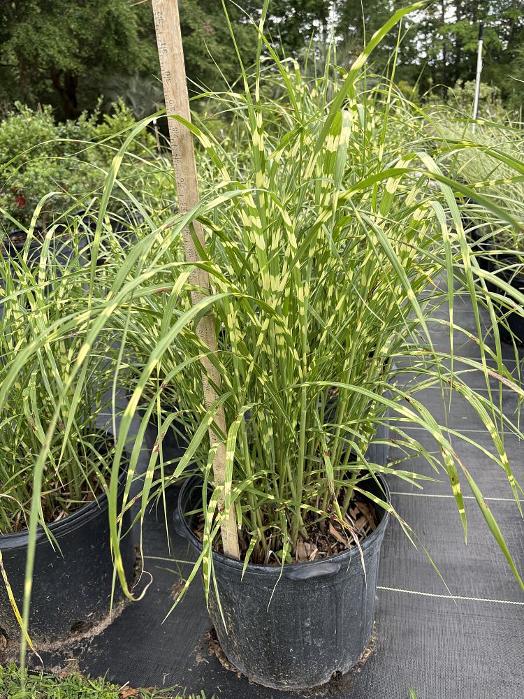 miscanthus-sinensis-zebrinus-eulalia-grass-chinese-silvergrass-maiden-grass-zebra-grass