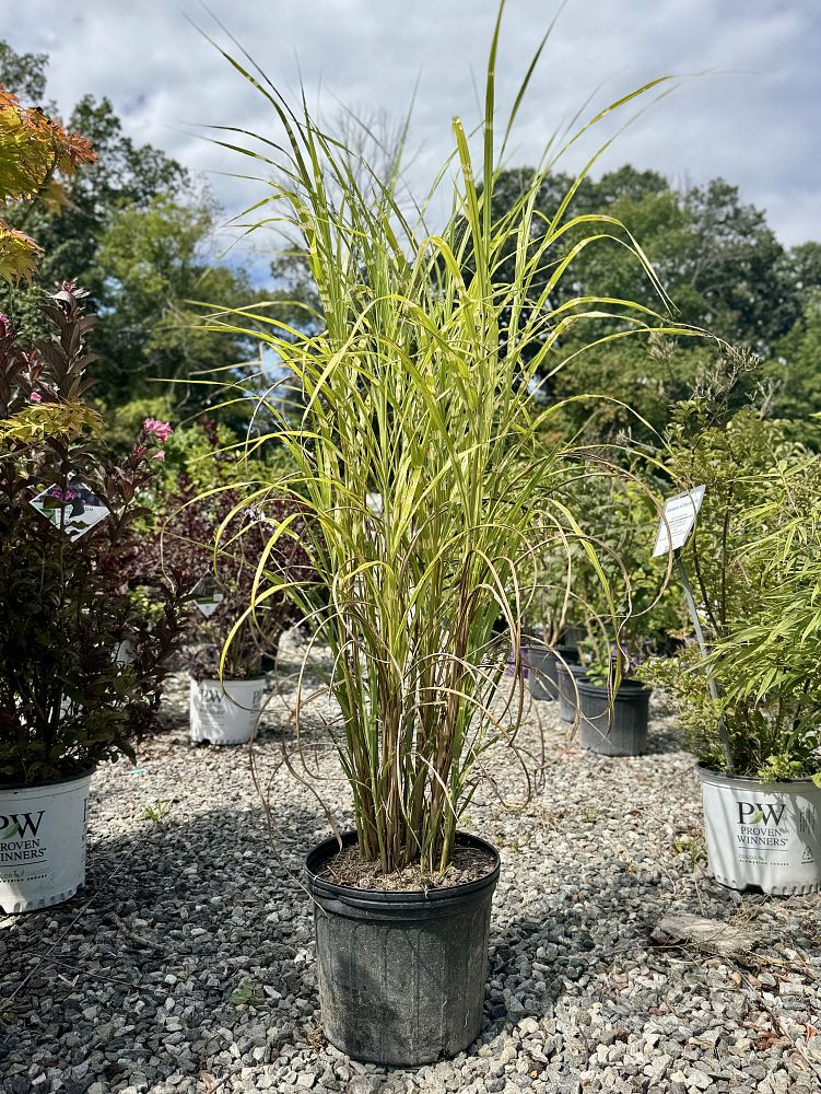 miscanthus-sinensis-zebrinus-eulalia-grass-chinese-silvergrass-maiden-grass-zebra-grass