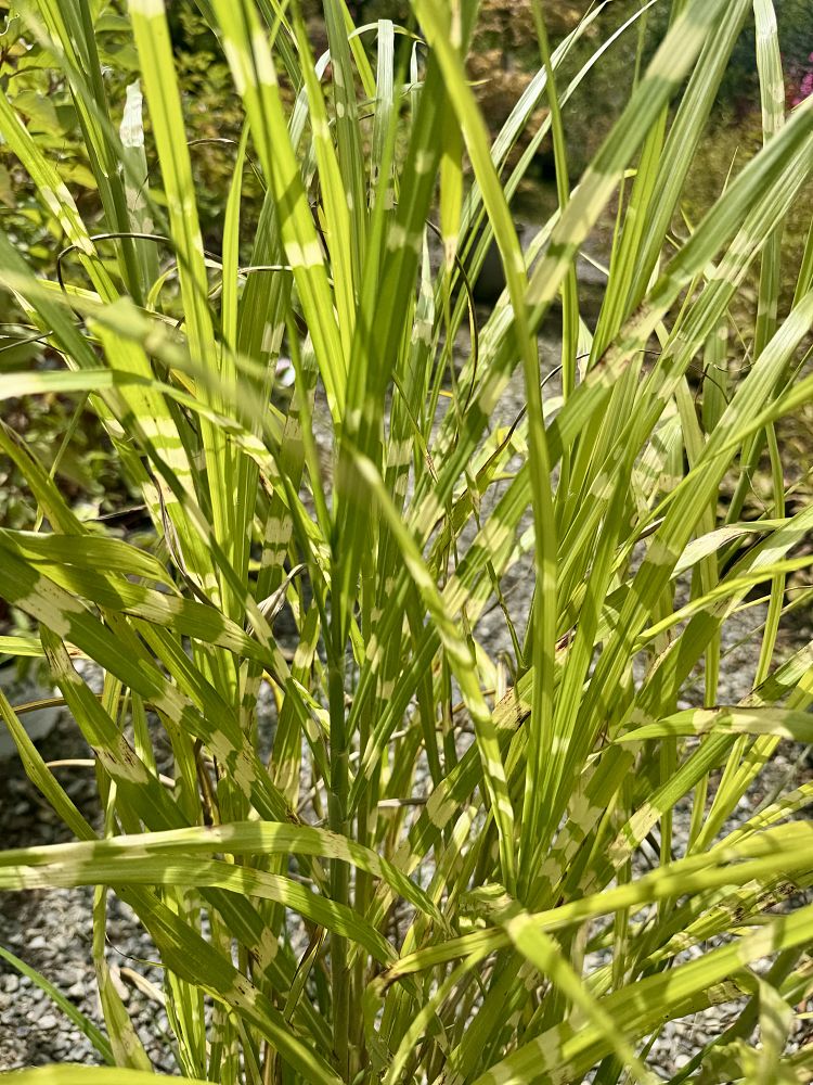 miscanthus-sinensis-zebrinus-eulalia-grass-chinese-silvergrass-maiden-grass-zebra-grass