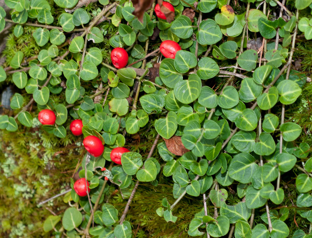 mitchella-repens-deerberry-squaw-vine-twinberry-partridgeberry