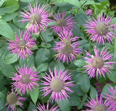 monarda-bradburiana-bradbury-s-beebalm-eastern-bee-balm