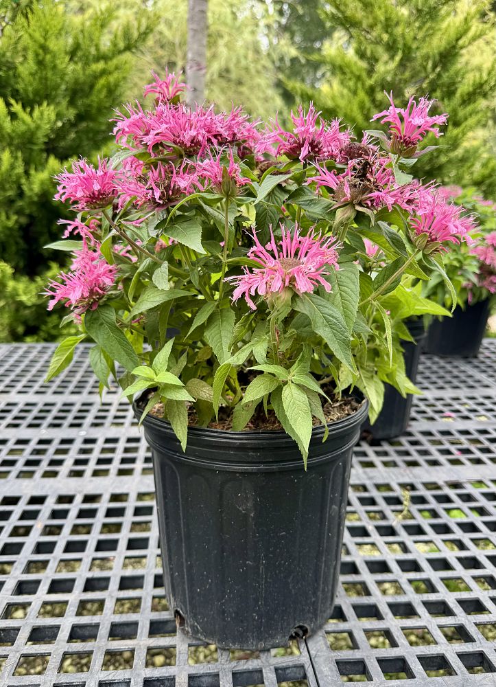 monarda-didyma-balbalmink-beebalm-balmy-pink-bergamot-firecracker-plant-horsemint-mountain-mint