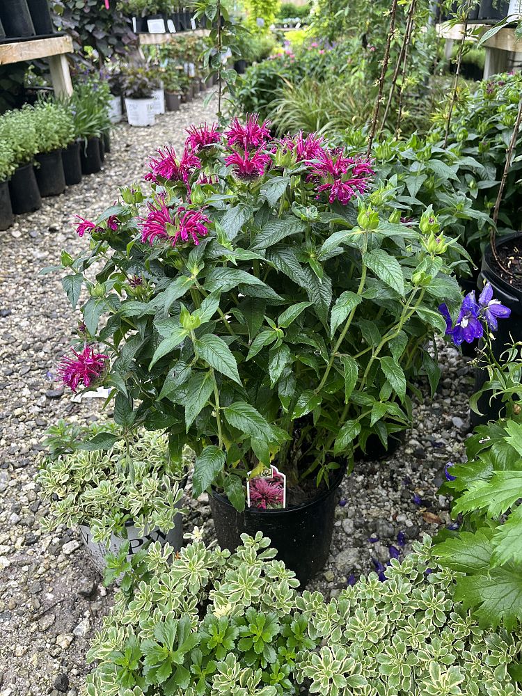 monarda-didyma-balbalmurp-beebalm-balmy-purple-bergamot-firecracker-plant-horsemint-mountain-mint