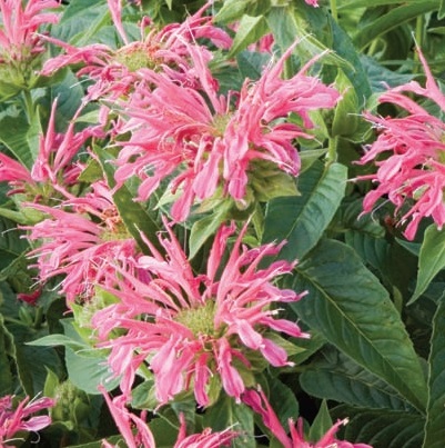 monarda-didyma-coral-reef-beebalm-bergamot-firecracker-plant-horsemint-mountain-mint-oswego-tea-bee-balm