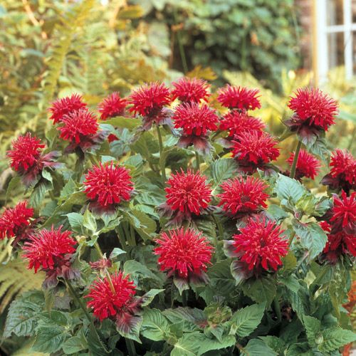 monarda-didyma-fireball-beebalm-bergamot-firecracker-plant-horsemint-mountain-mint-oswego-tea-bee-balm