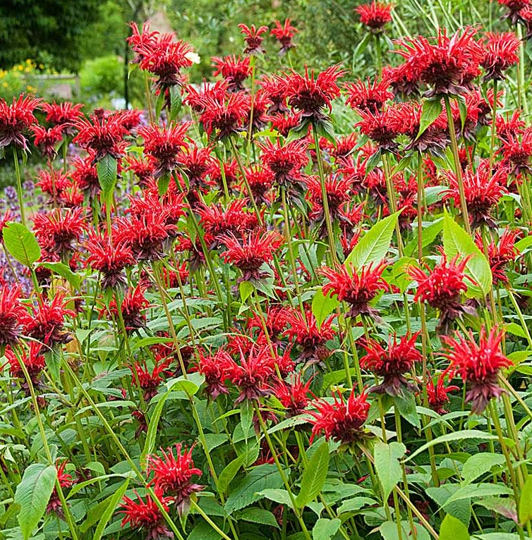 monarda-didyma-jacob-kline-bee-balm