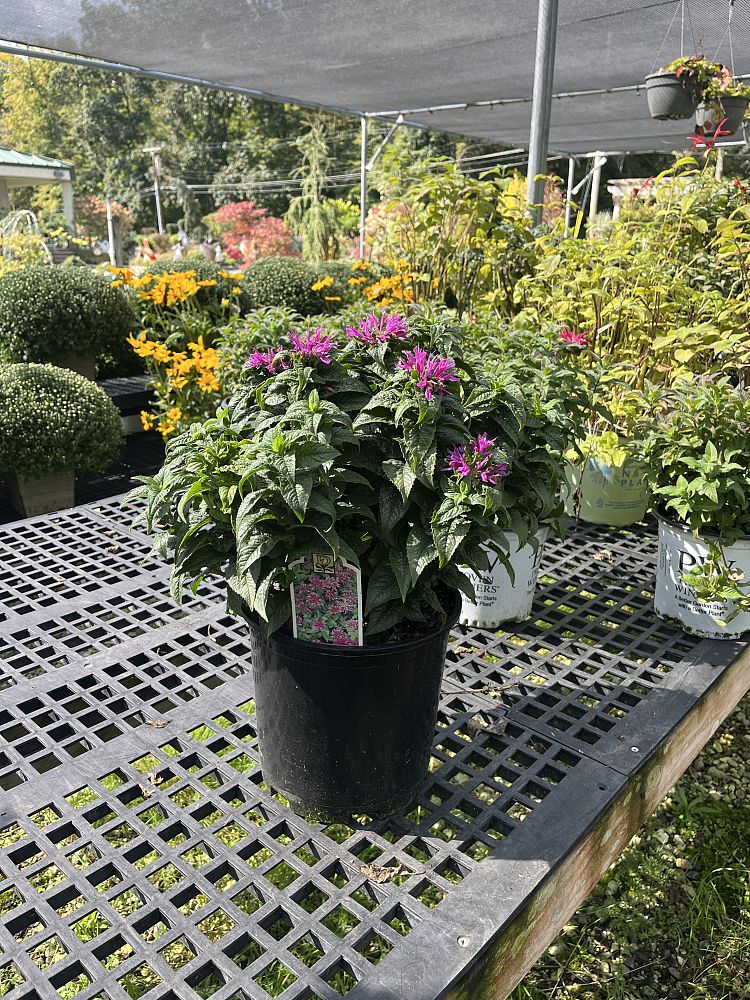 monarda-didyma-petite-delight-bee-balm