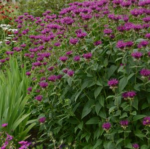 monarda-didyma-purple-rooster-bee-balm