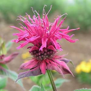 monarda-didyma-raspberry-wine-bee-balm