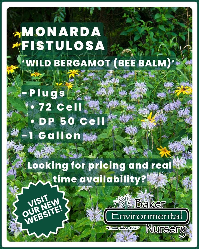 monarda-fistulosa-bee-balm-wild-bergamot