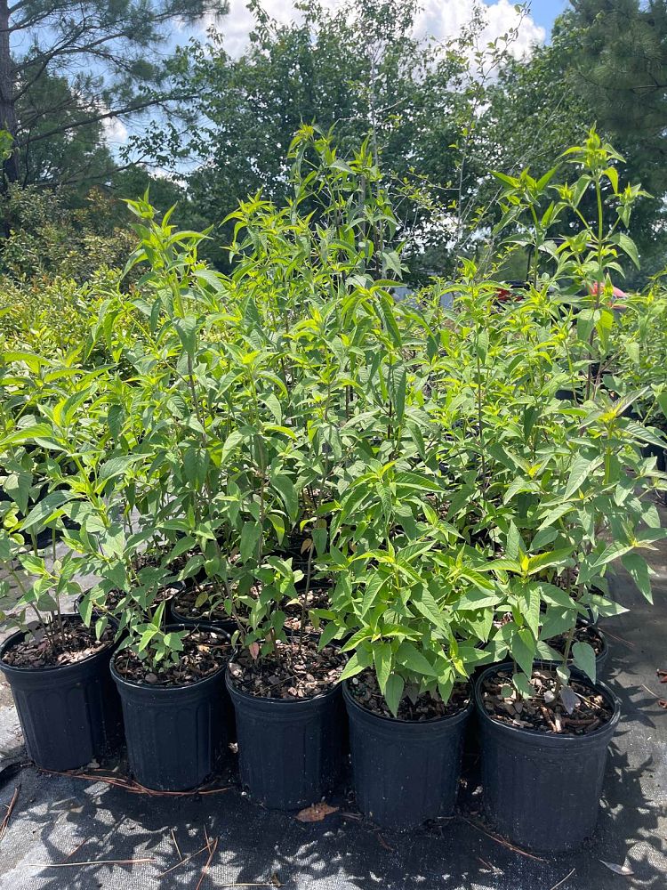 monarda-fistulosa-bee-balm-wild-bergamot