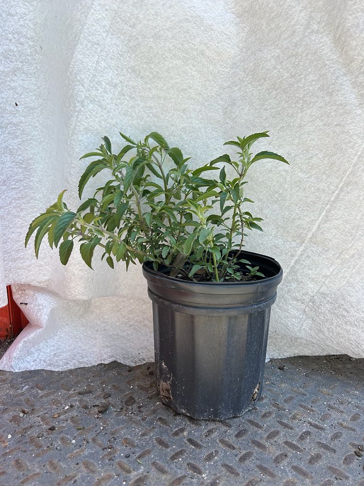monarda-fistulosa-bee-balm-wild-bergamot