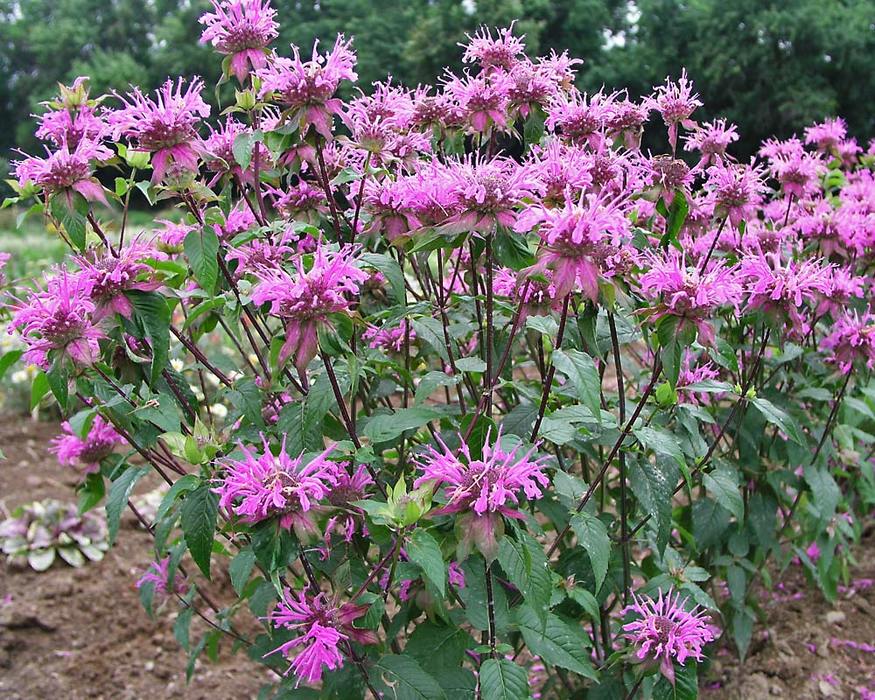 monarda-fistulosa-claire-grace-bee-balm-wild-bergamot