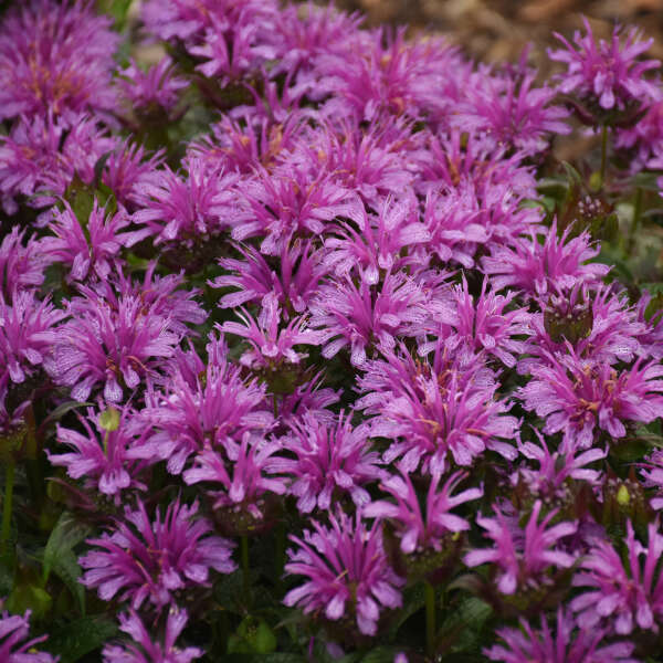 monarda-leading-lady-amethyst