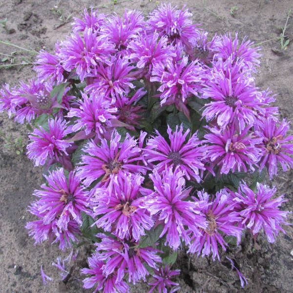 monarda-leading-lady-orchid