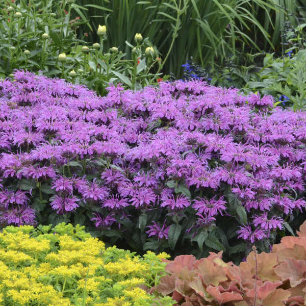 monarda-leading-lady-plum-beebalm-bergamot-firecracker-plant-horsemint-mountain-mint