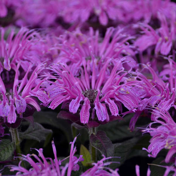 monarda-leading-lady-plum-beebalm-bergamot-firecracker-plant-horsemint-mountain-mint