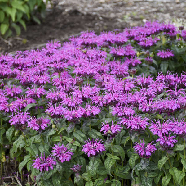 monarda-leading-lady-plum-beebalm-bergamot-firecracker-plant-horsemint-mountain-mint