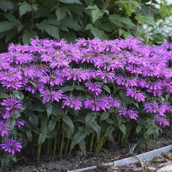 monarda-leading-lady-plum-beebalm-bergamot-firecracker-plant-horsemint-mountain-mint