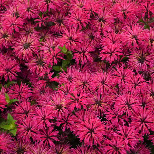 monarda-leading-lady-razzberry