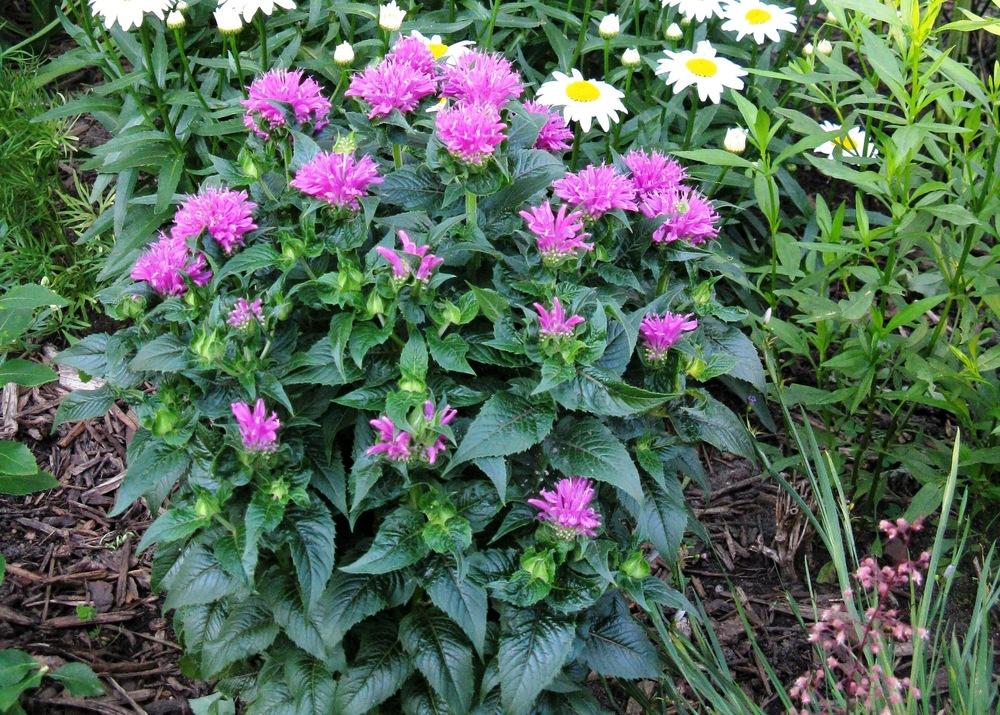 monarda-petite-delight-beebalm-bee-balm