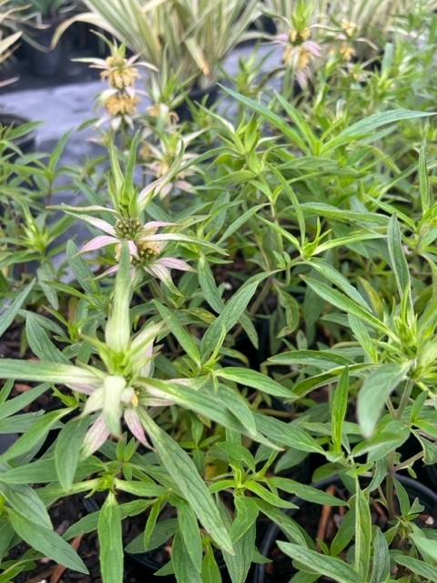 monarda-punctata-dotted-mint