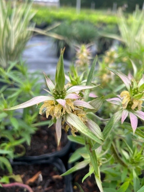 monarda-punctata-dotted-mint
