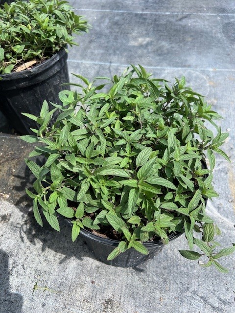 monarda-punctata-dotted-mint