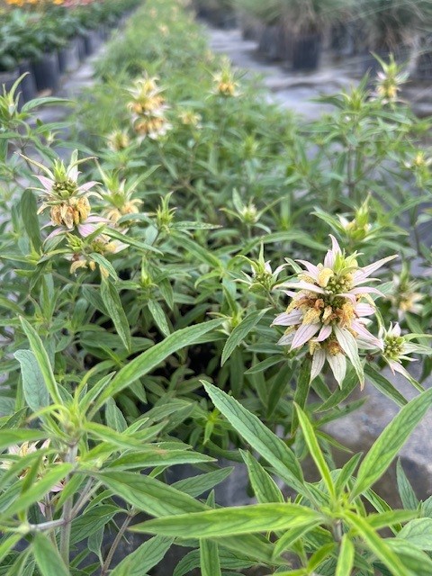 monarda-punctata-dotted-mint