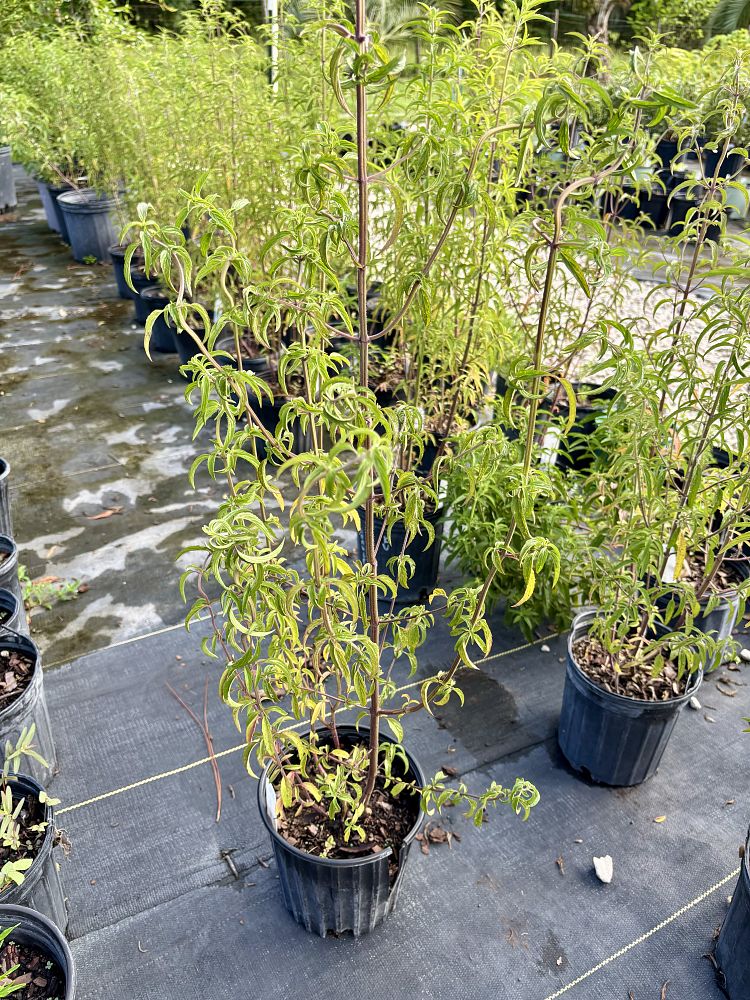 monarda-punctata-dotted-mint-spotted-beebalm