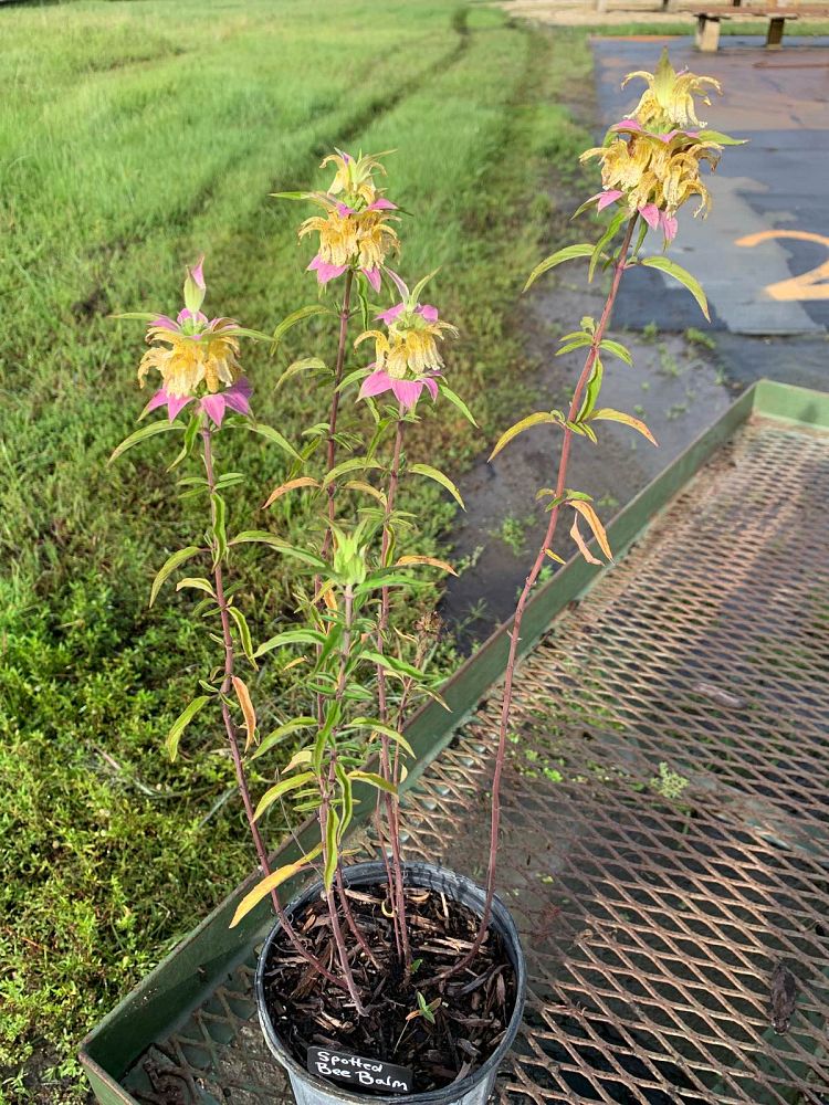 monarda-punctata-immaculata-bee-balm-spotted-beebalm-horsemint