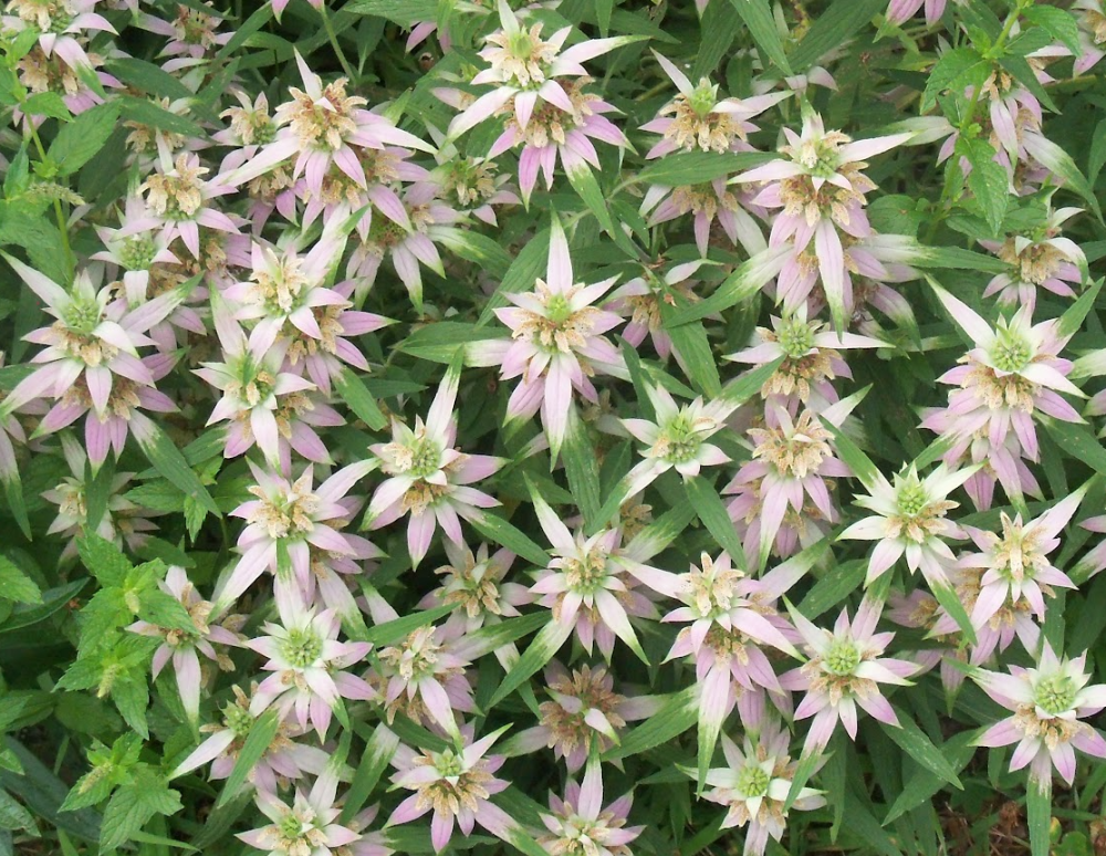 monarda-punctata-punctata-punctata-spotted-beebalm