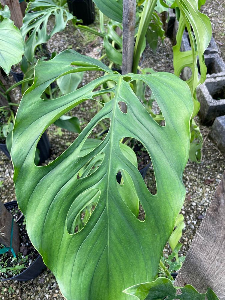 monstera-acacoyaguensis