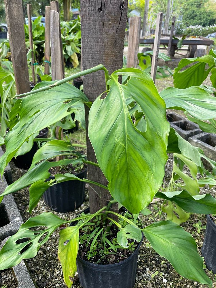 monstera-acacoyaguensis