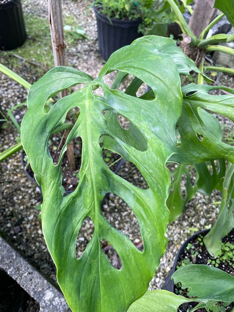 monstera-acacoyaguensis