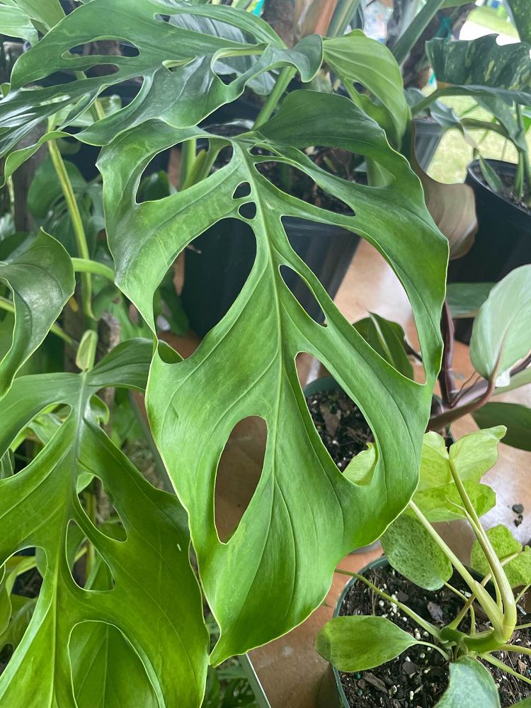monstera-acacoyaguensis