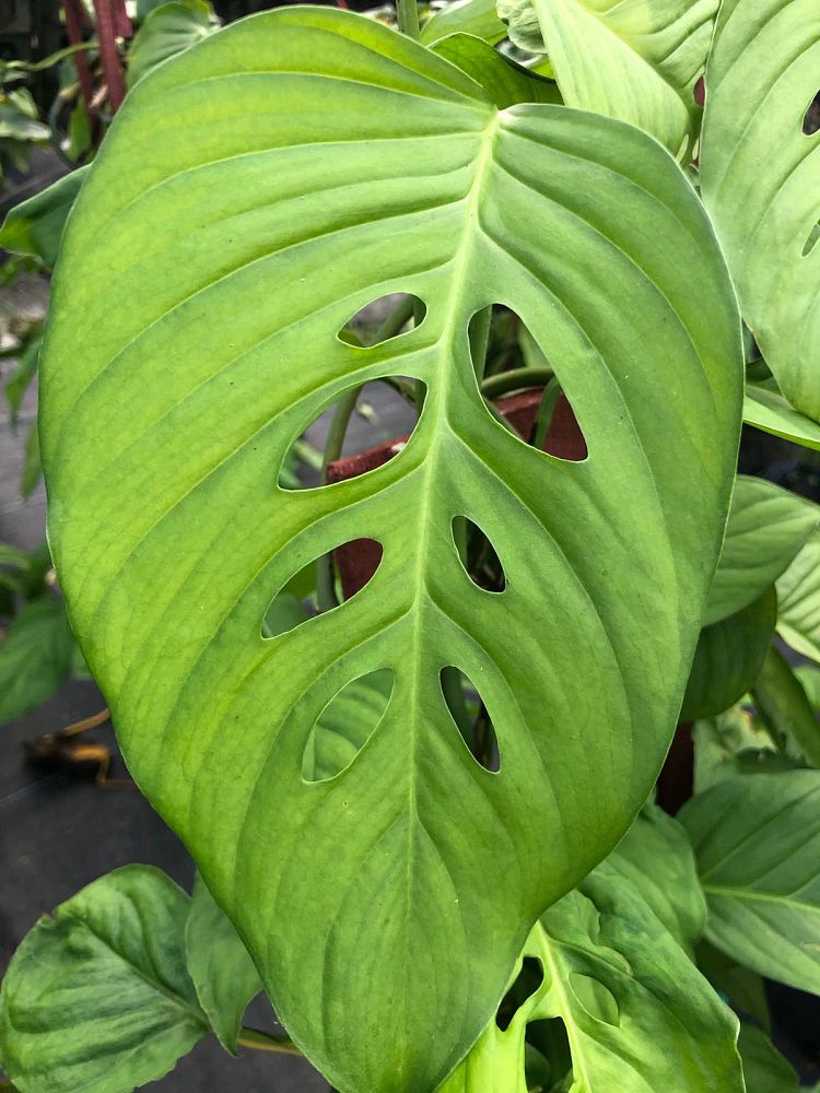 monstera-adansonii-laniata