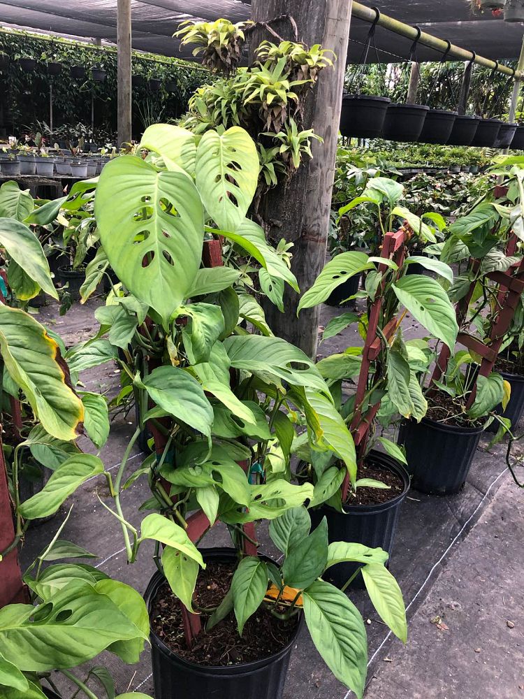 monstera-adansonii-laniata