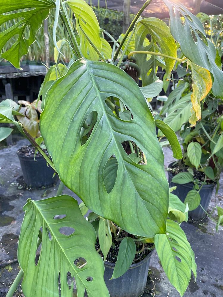 monstera-adansonii-laniata