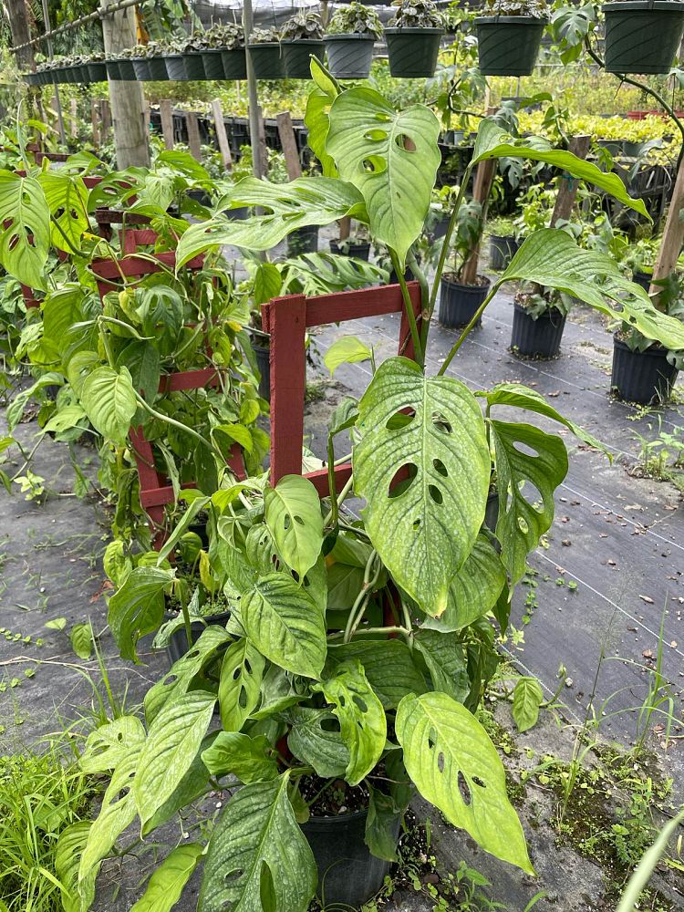 monstera-adansonii-laniata