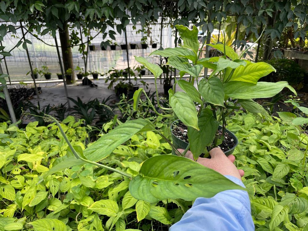 monstera-adansonii-laniata