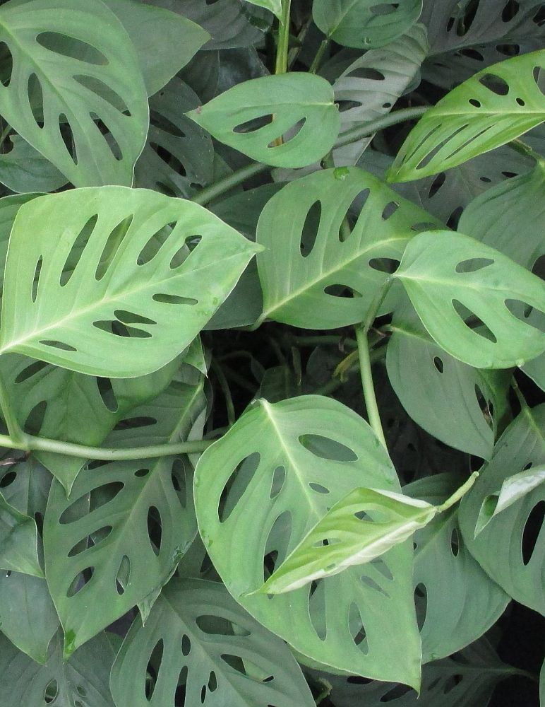 monstera-adansonii-monstera-plant-swiss-cheese-philodendron