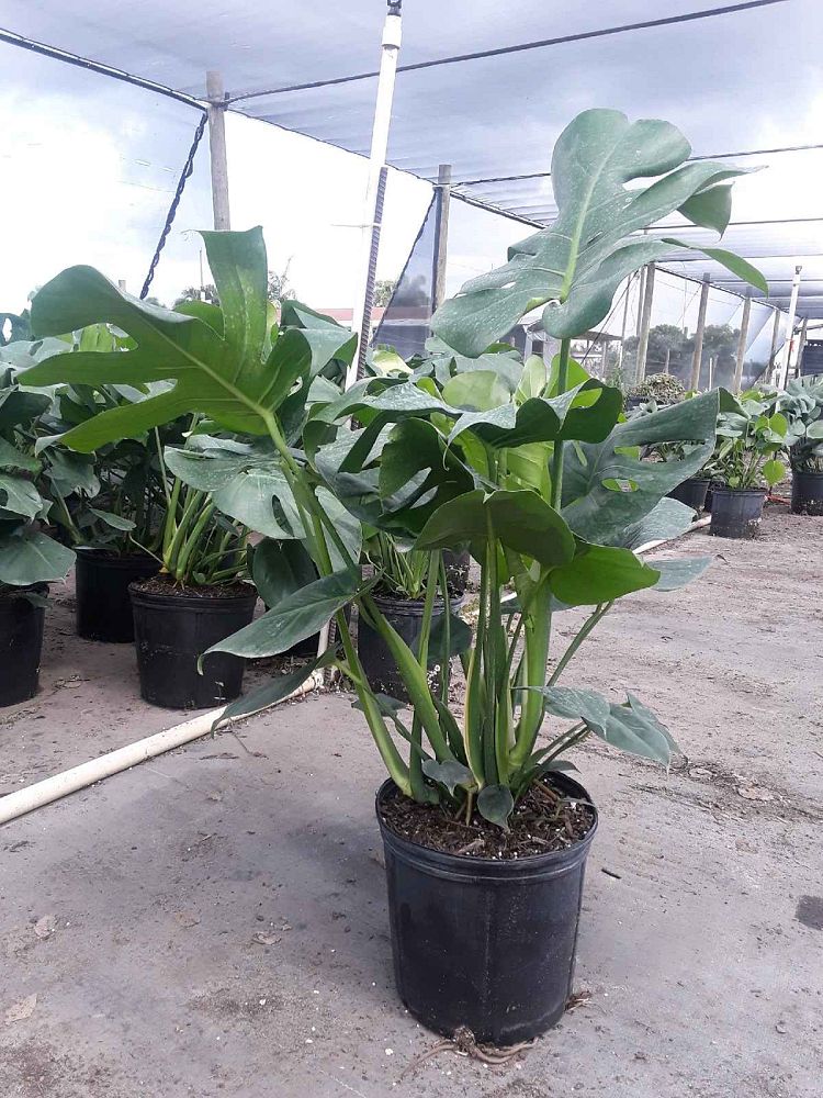 monstera-adansonii-monstera-plant-swiss-cheese-philodendron