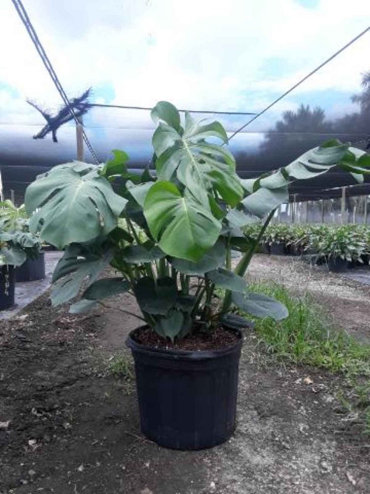 monstera-adansonii-monstera-plant-swiss-cheese-philodendron