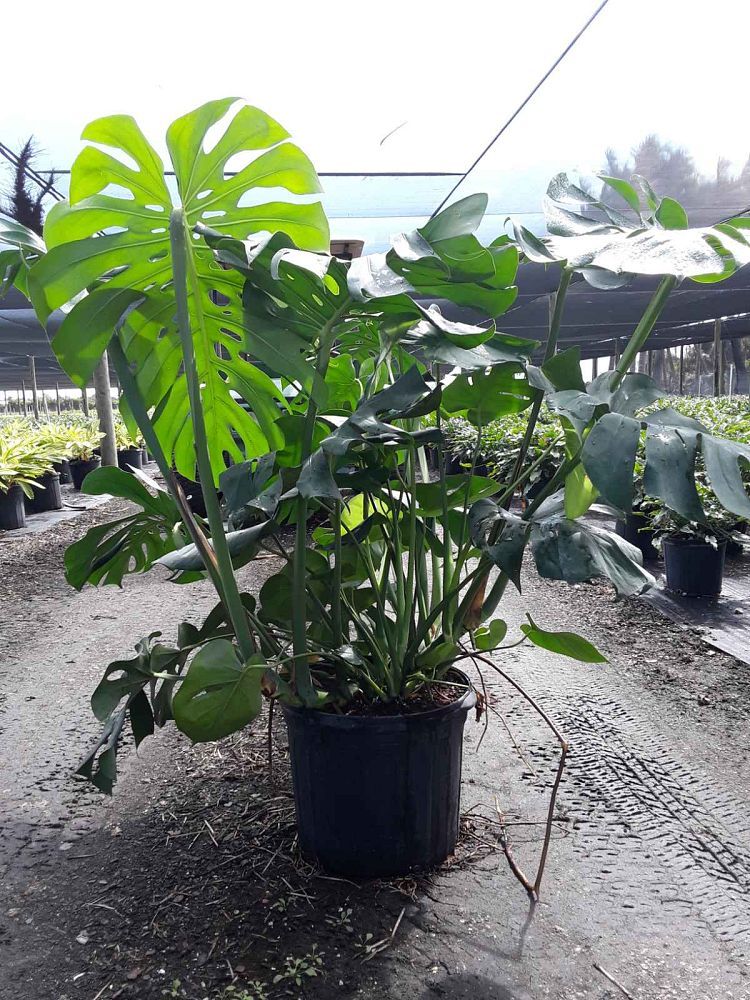 monstera-adansonii-monstera-plant-swiss-cheese-philodendron
