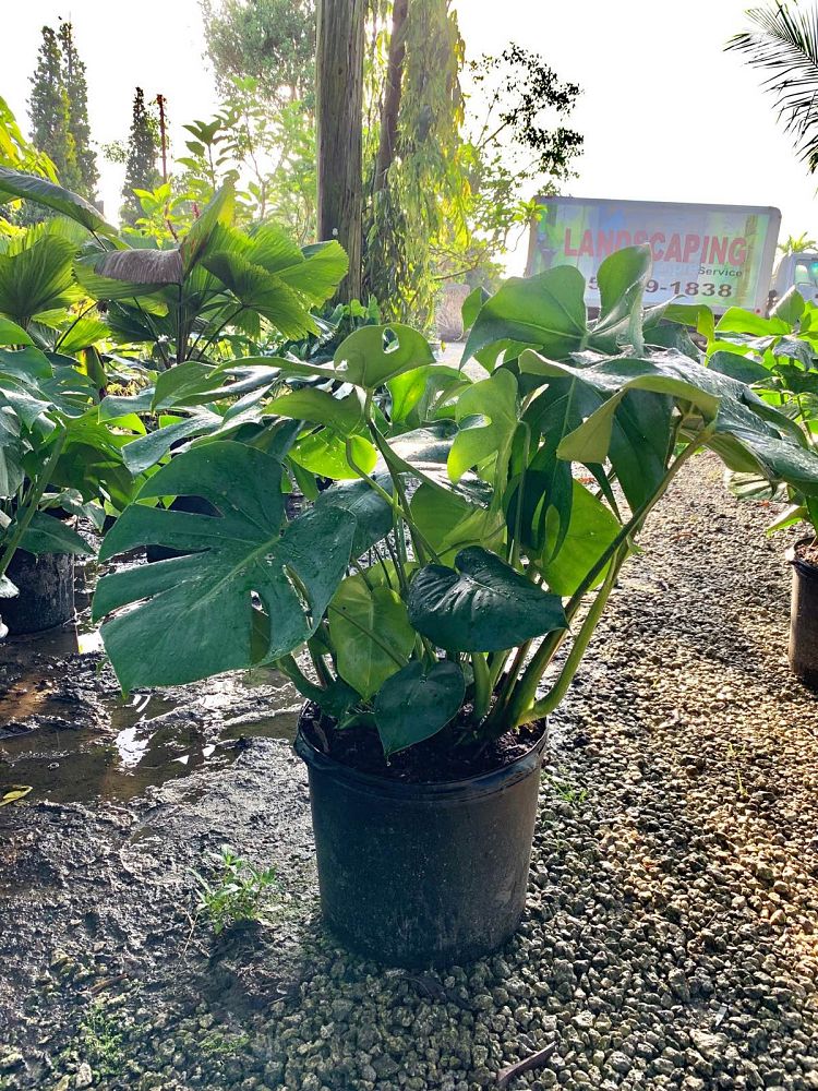 monstera-adansonii-monstera-plant-swiss-cheese-philodendron