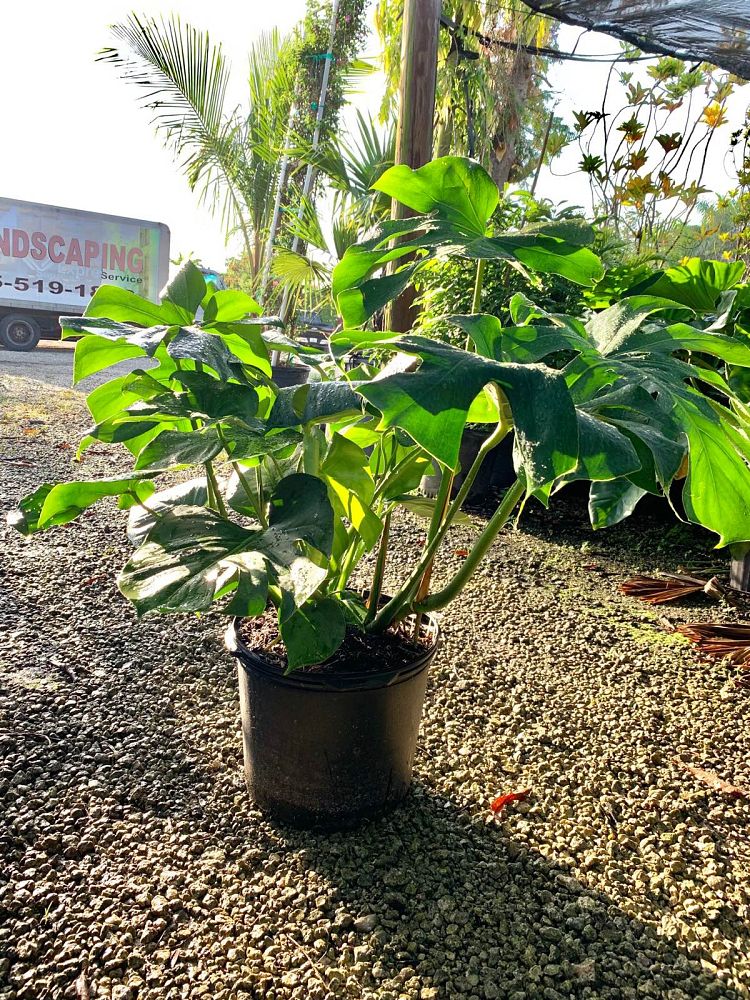 monstera-adansonii-monstera-plant-swiss-cheese-philodendron