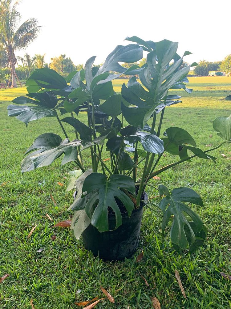 monstera-adansonii-monstera-plant-swiss-cheese-philodendron
